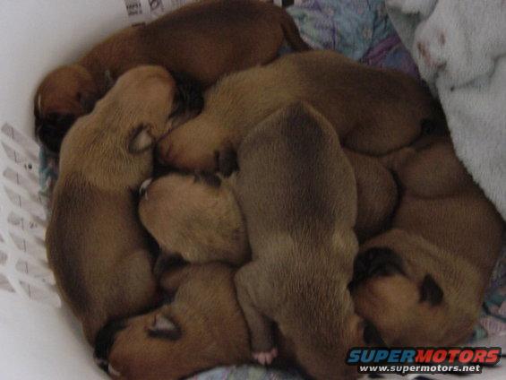 Pile of newborn puppies sleeping in a basket