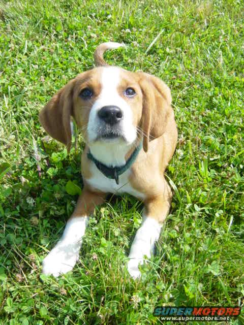 Puppy sitting in grass, looking at the camera. It has brown and white fur and a green collar