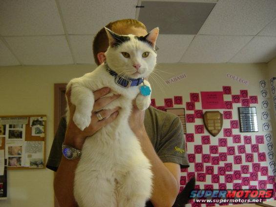 White cat with black markings held by a person, wearing a blue collar with a tag