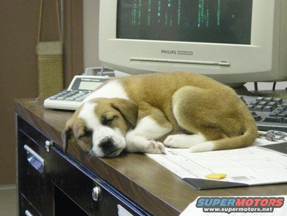 Puppy sleeping on a desk next to a calculator and computer