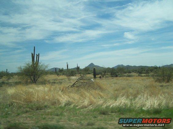 Desert landscape with saguaro cacti under a cloudy sky
