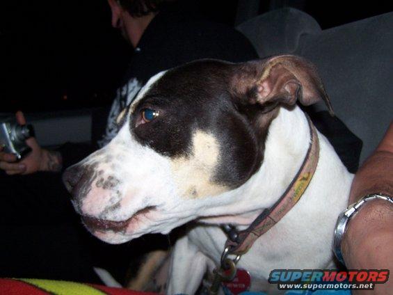 Dog with black and white markings and a collar, inside a vehicle