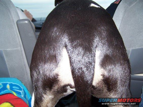dog's rear end in car seat, driver visible