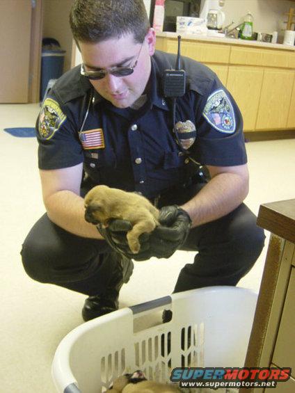 Police officer in uniform holding a small puppy. Another puppy is in a laundry basket below