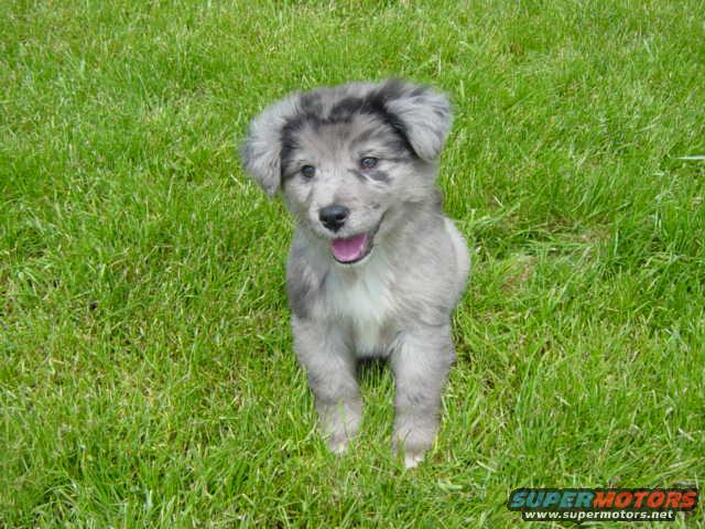 Puppy sitting in grass