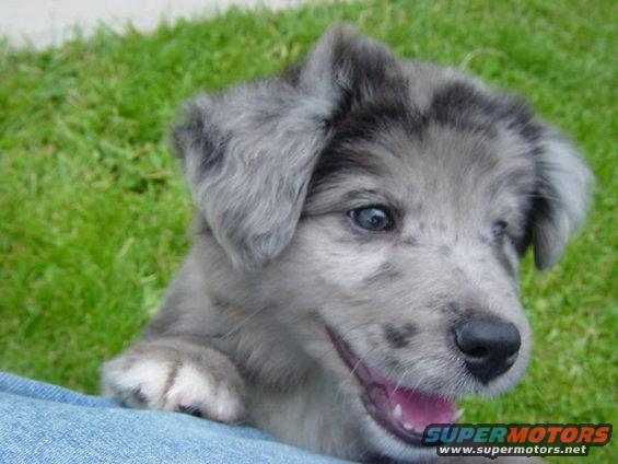 Merle puppy with blue eyes peeking over blue jeans, grass in background. SUPERMOTORS.NET logo at bottom right