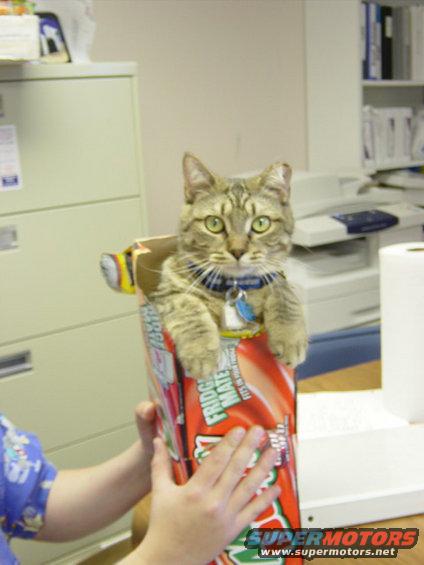 Tabby cat sits in a red and white box with text, held by hands. Office background with filing cabinets and printer
