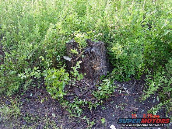 Tree stump surrounded by green foliage