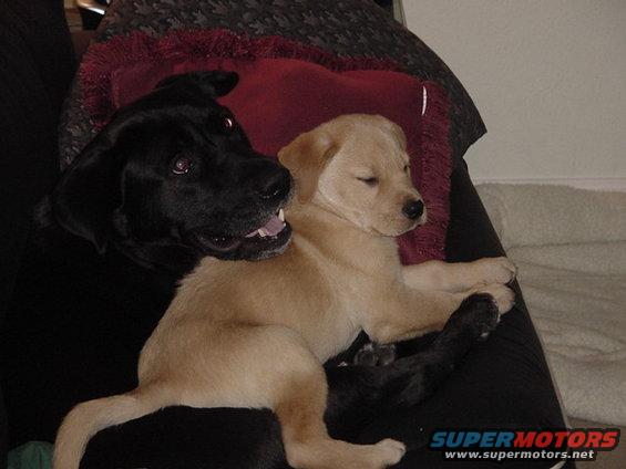 Big black dog with mouth open next to a sleeping yellow puppy on a couch