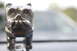 1989 Ford Crown Victoria LTD - A chrome bulldog hood ornament, likely from a Mack truck, is shown in detail.