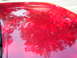 1995 Ford Crown Victoria - The reflection on the car's hood shows trees and the sky, obscuring vehicle details.