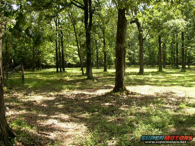 Sunlight filters through trees in a grassy, wooded area. A wooden fence post is visible on the left