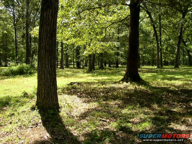 Forest scene with trees and dappled sunlight. Supermotors.net logo in corner