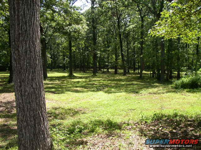 Forest clearing with a large tree trunk in the foreground