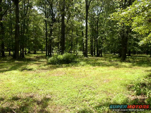 Grassy field with trees and a watermark for SUPERMOTORS.NET