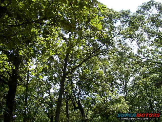Trees with green leaves against a bright sky. A watermark reads SUPERMOTORS.NET