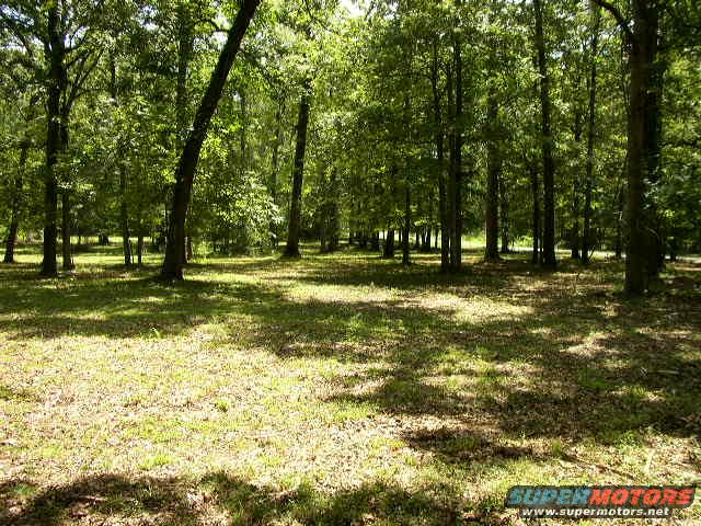 Forest clearing with sunlit grass and trees