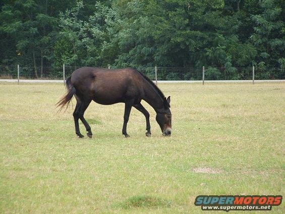 Dark brown horse grazing in a grassy field with trees and a fence in the background
