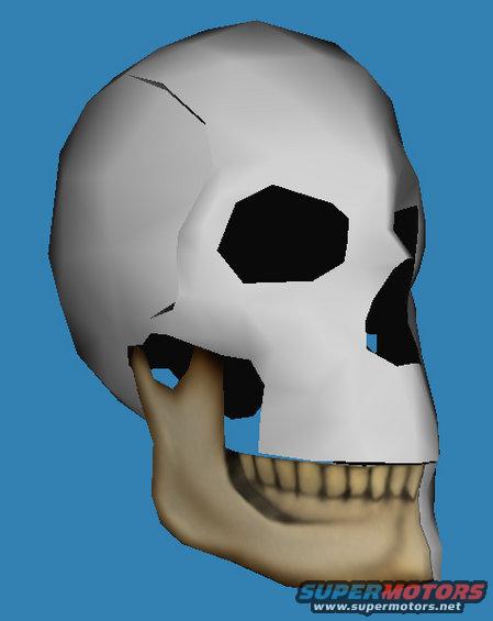 3D rendering of a human skull, side view. Watermark reads SUPERMOTORS.NET