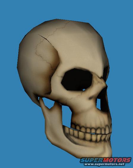 Skull, 3D render, side view, cracked cranium, blue background, Supermotors.net logo