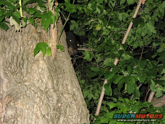 img_0429.jpg Bear in my tree!!