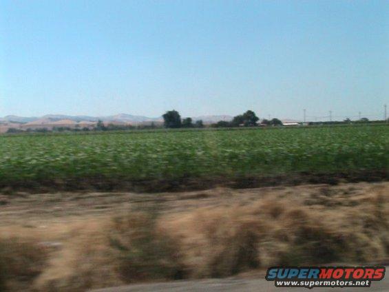 Agricultural field under a clear blue sky, with distant hills and trees