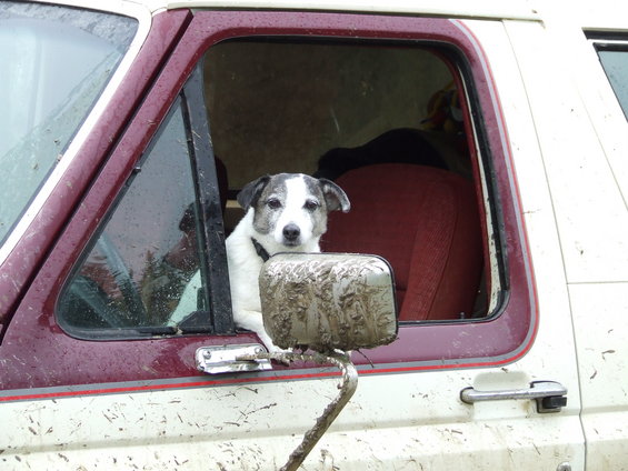 1990 Ford Bronco side view with a dog looking out the window