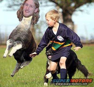 Boy in rugby uniform with dog and kangaroo with man's head, outdoors