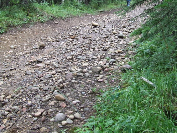 Person walking on a rocky trail in a forest