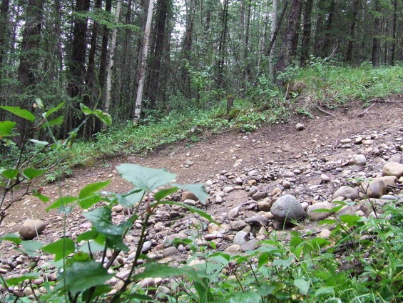 Forest path with scattered rocks and green foliage in the foreground