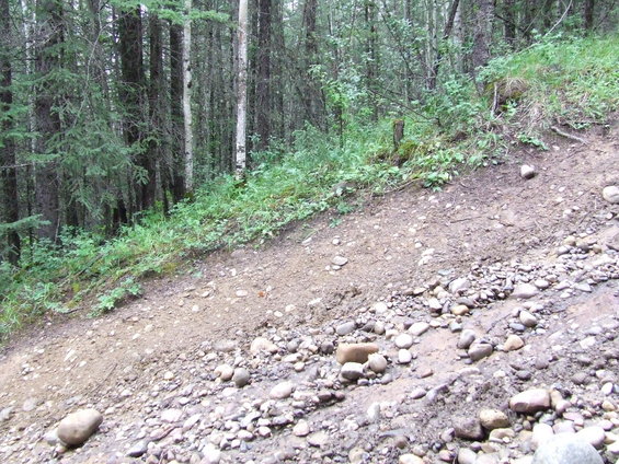 Dirt and rock trail going uphill through a forest with tall trees