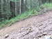 1990 Ford Bronco - A rough, rocky trail winds through a dense forest with green foliage on the slopes.