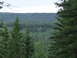1990 Ford Bronco - A vast expanse of green forest stretches to the horizon under an overcast sky.