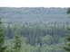 1990 Ford Bronco - A vast expanse of trees stretches across rolling hills, creating a dense forest landscape.