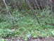 1990 Ford Bronco - A dense forest scene with trees leaning at an angle and thick green undergrowth covering the ground.
