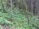 1990 Ford Bronco - A dense forest scene with trees and green vegetation covering the ground.