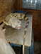 1966 Ford Fairlane - Iguana in its enclosure, resting on a flat surface with a water dish nearby.