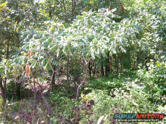 doe-hidden-in-foliage-at-superlift-park.jpg Doe hidden in foliage at Superlift OHV