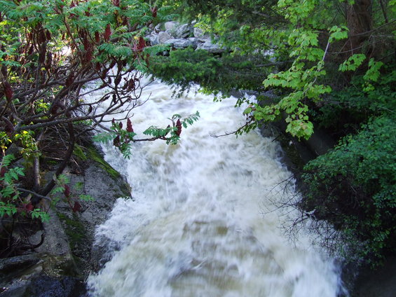 Raging river flows past rocks and trees, with sumac branches in the foreground