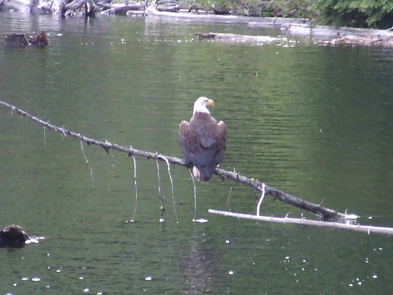 Bald eagle perched on a fallen branch in a body of water