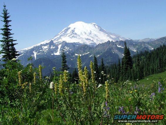 Mountain landscape with snow-capped peak, green pine trees, and yellow and purple wildflowers in the foreground