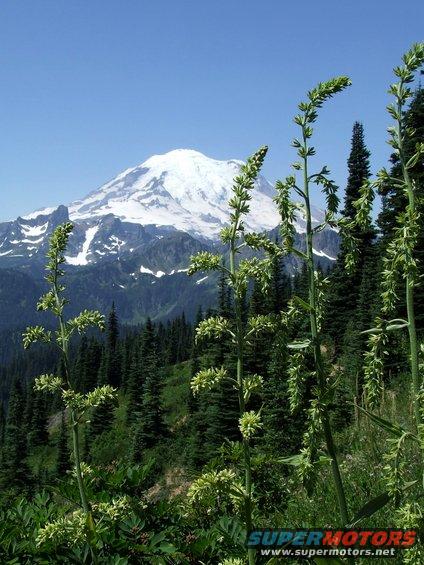 Snow-capped mountain peak behind wildflowers and pine trees