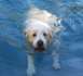 1994 Ford F-150 - A dog swims in a pool, looking towards the camera.