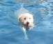 1994 Ford F-150 - A dog enjoys a swim in the pool, with the Supermotors.net logo visible at the bottom right.