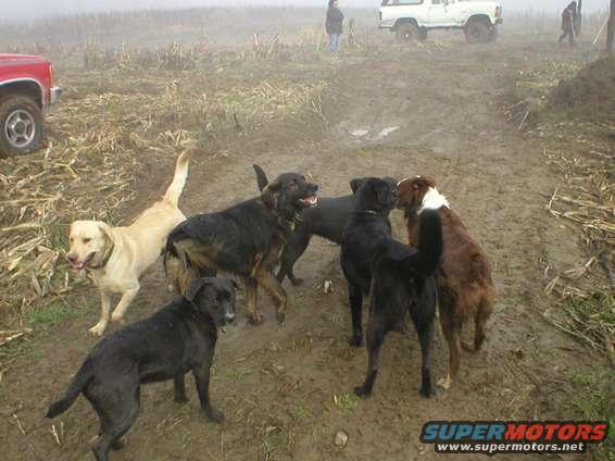 Several dogs are gathered in a muddy field with a red truck on the left and a white SUV in the background