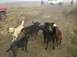 1978 Ford Bronco - A group of dogs are in a muddy field with two vehicles visible in the background.