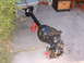 1994 Jeep YJ - A black Jeep Dana 35 rear axle assembly is supported by red jack stands on a concrete surface.