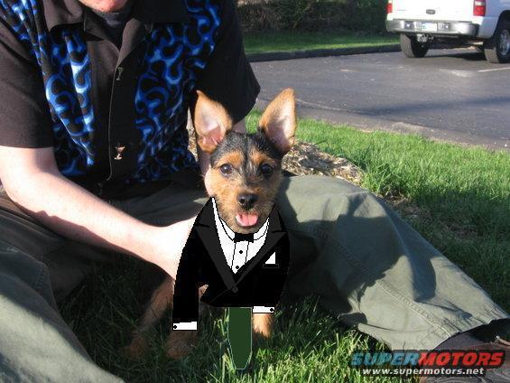 tobitux2.jpg Tobi in a full Tuxedo
May '06
