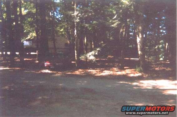 woods1.jpg 