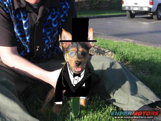 tobitux3.jpg pic of Tobi in Tuxedo, Top hat and monacle
May '06